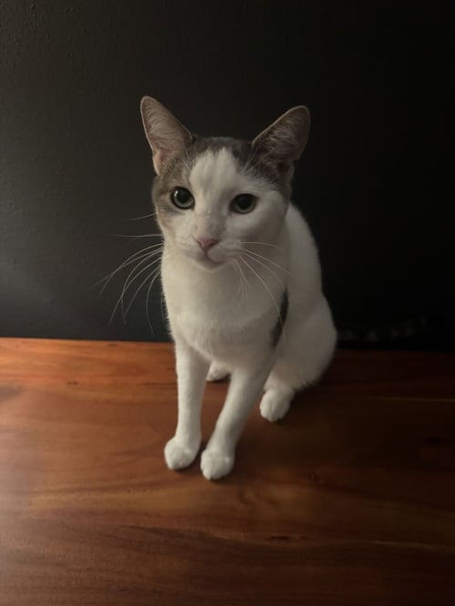 AURA - Domestic Short Hair / Domestic Short Hair available for adoption