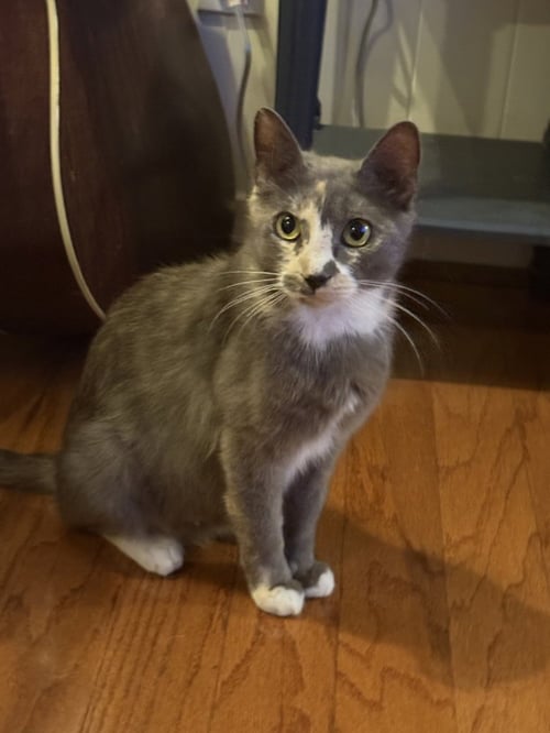 WILLOW SAGE - Domestic Short Hair / Calico available for adoption
