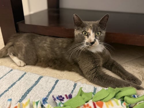 WILLOW SAGE - Domestic Short Hair / Calico available for adoption