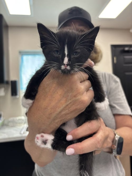 NATASHA - Domestic Short Hair / Domestic Short Hair available for adoption