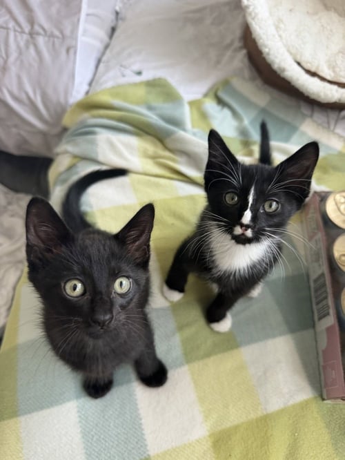 NATASHA - Domestic Short Hair / Domestic Short Hair available for adoption
