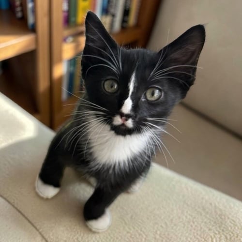 NATASHA - Domestic Short Hair / Domestic Short Hair available for adoption
