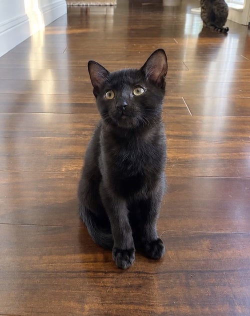 BADGER - Domestic Short Hair available for adoption