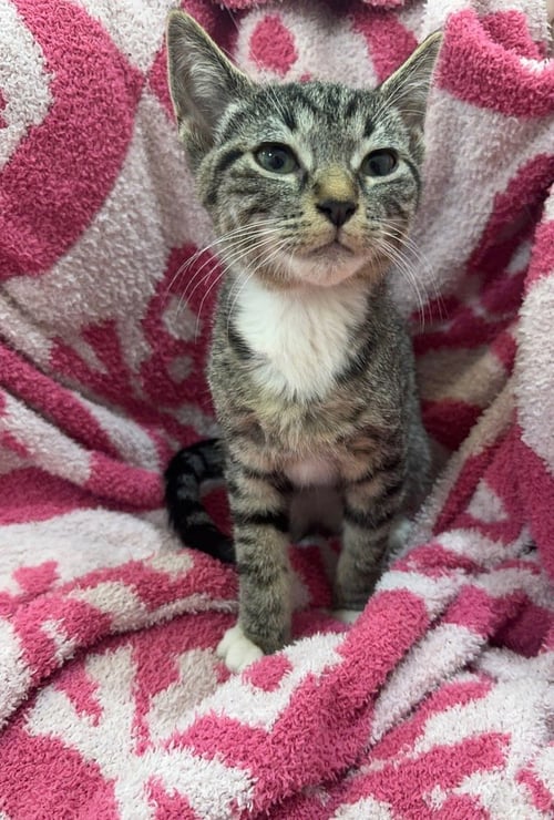 ZAYU - Domestic Short Hair / Domestic Short Hair available for adoption