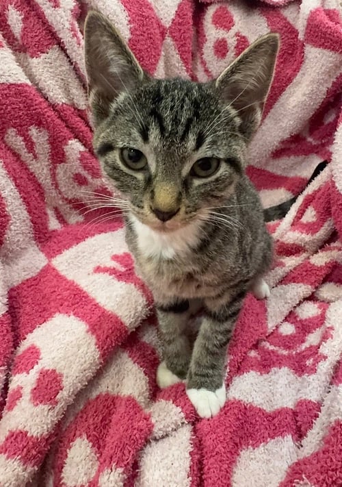 ZAYU - Domestic Short Hair / Domestic Short Hair available for adoption