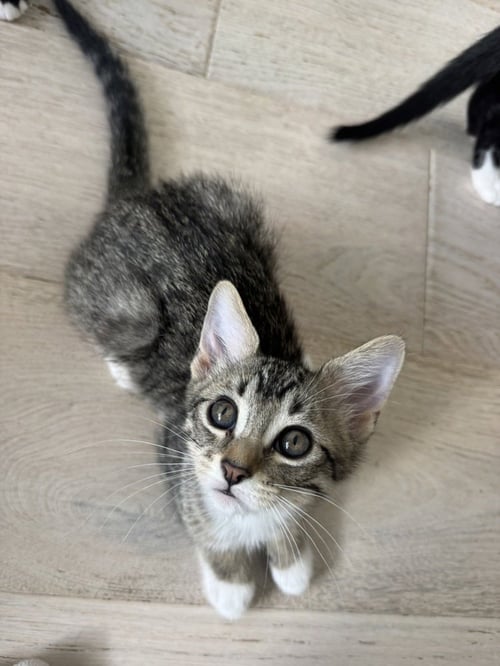 CHARLOTTE - Domestic Short Hair / Domestic Short Hair available for adoption