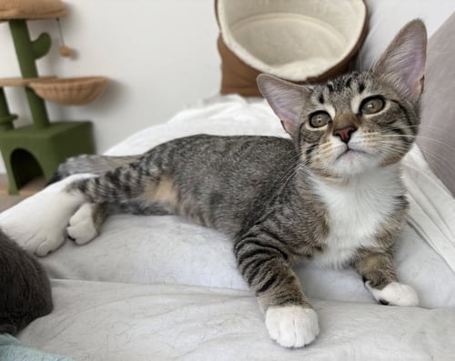 CHARLOTTE - Domestic Short Hair / Domestic Short Hair available for adoption