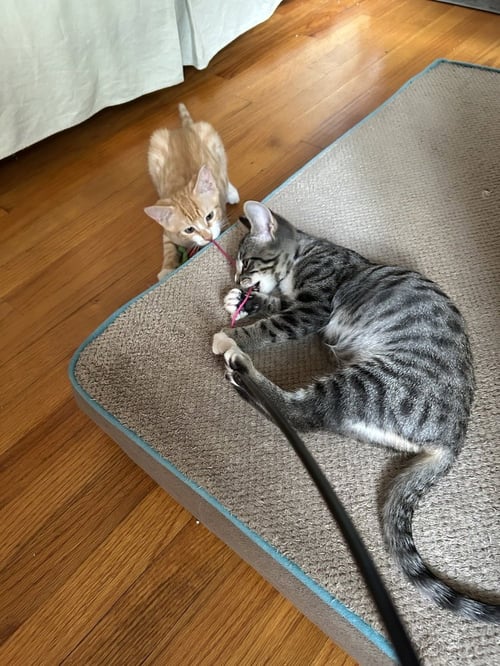 PELICAN SAMMY - Domestic Short Hair / Domestic Short Hair available for adoption