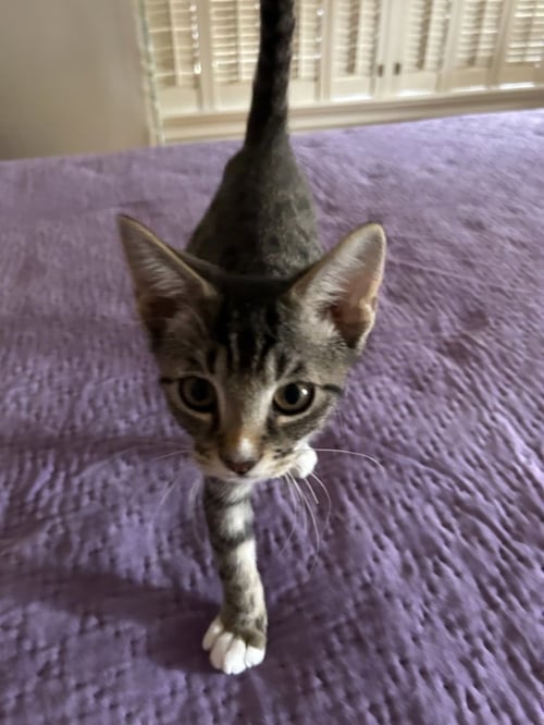 PELICAN - Domestic Short Hair / Domestic Short Hair available for adoption