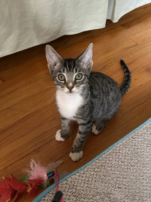 PELICAN SAMMY - Domestic Short Hair / Domestic Short Hair available for adoption