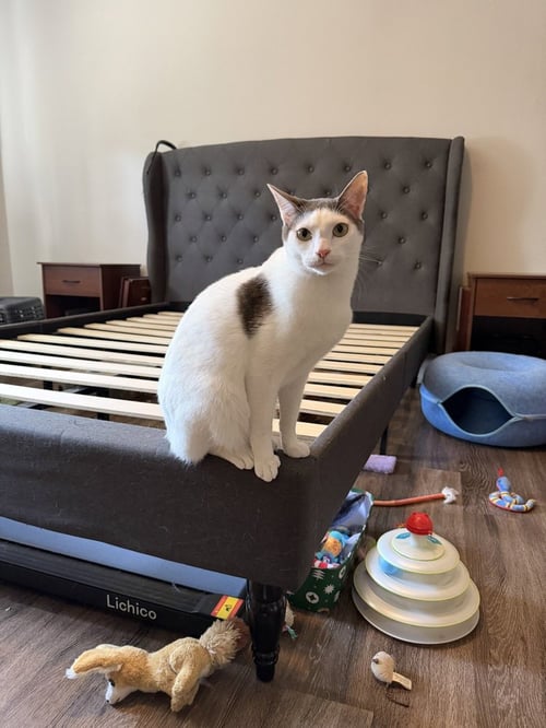 APOLLO M - Domestic Short Hair / Domestic Short Hair available for adoption