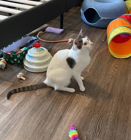 APOLLO M - Domestic Short Hair / Domestic Short Hair available for adoption
