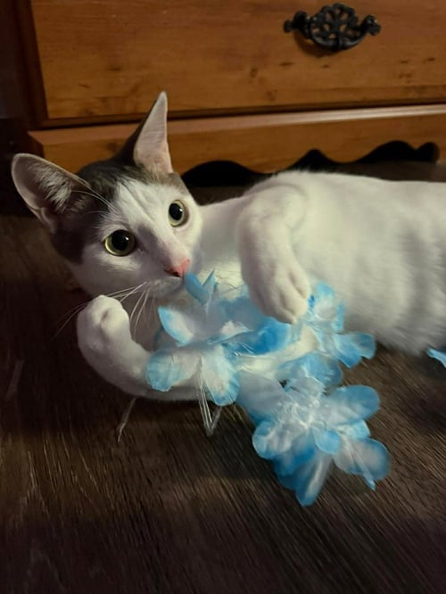 APOLLO M - Domestic Short Hair / Domestic Short Hair available for adoption