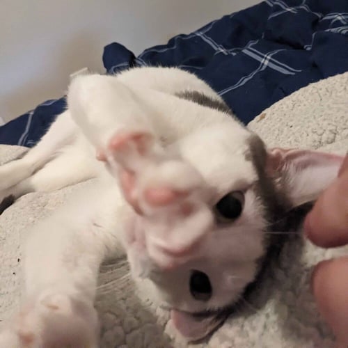 APOLLO M - Domestic Short Hair / Domestic Short Hair available for adoption