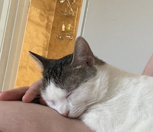 COMET M - Domestic Short Hair / Domestic Short Hair available for adoption