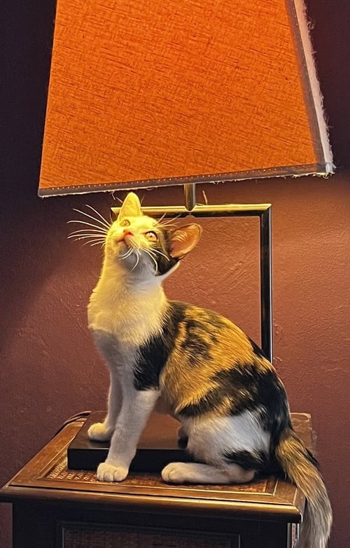 DAISY - Calico / Domestic Medium Hair available for adoption