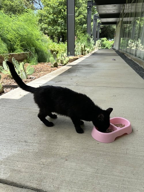 LOMBARDI - Domestic Short Hair / Domestic Short Hair available for adoption