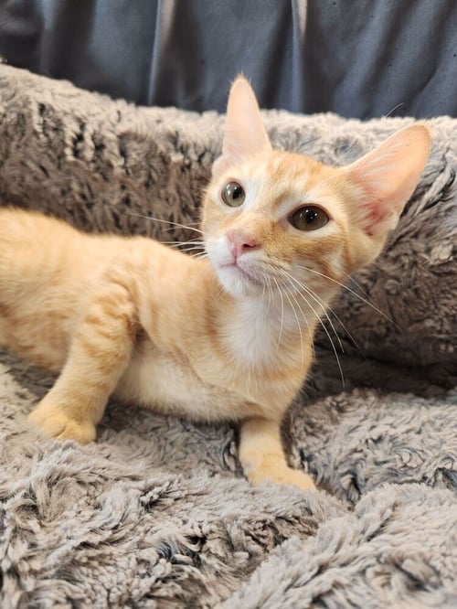 LUCKY KLEINSCHMIDT - Domestic Short Hair / Domestic Short Hair available for adoption