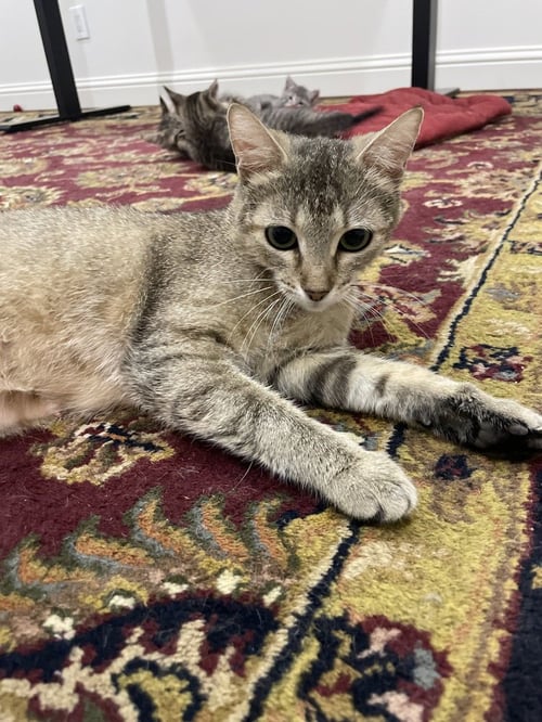 APRICAT - Domestic Short Hair / Domestic Short Hair available for adoption