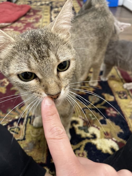 APRICAT - Domestic Short Hair / Domestic Short Hair available for adoption