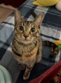 Munchkin - Photo 4
