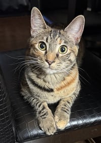 Munchkin - Photo 1