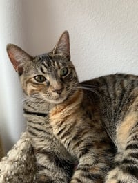 Munchkin - Photo 3