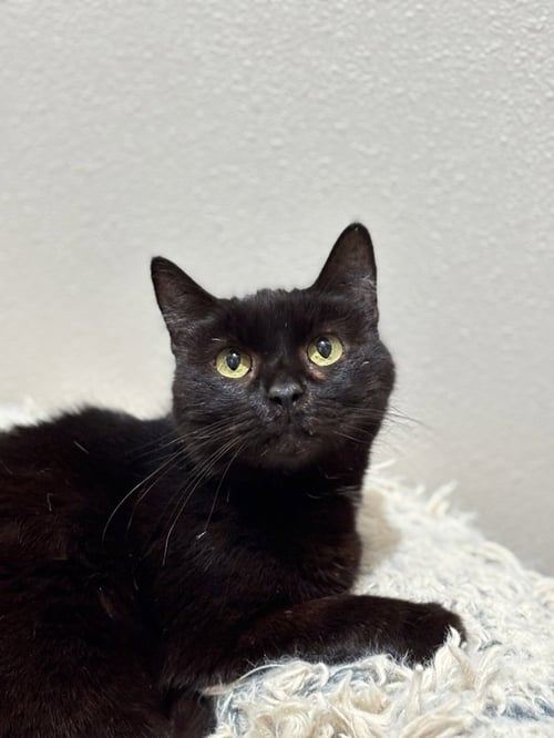 MARZIPAN - Domestic Short Hair / Domestic Short Hair available for adoption