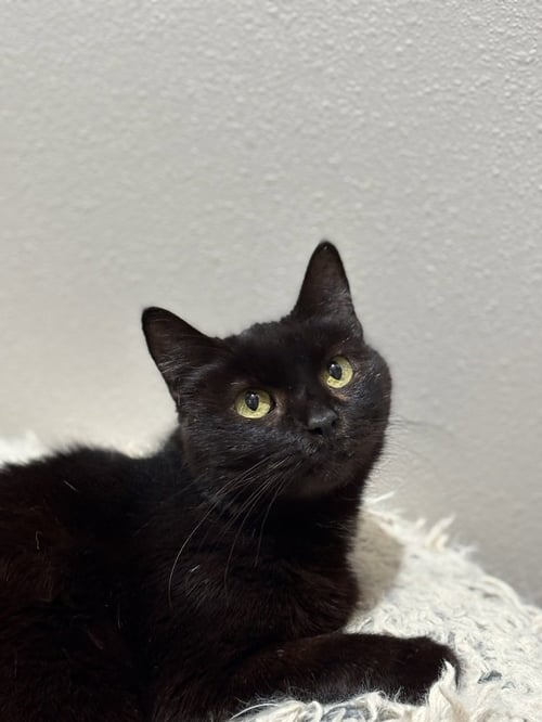 MARZIPAN - Domestic Short Hair / Domestic Short Hair available for adoption