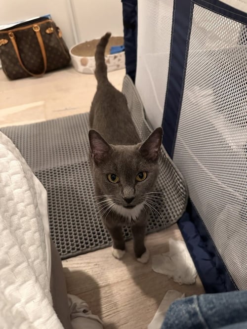 SASHA MATTHEWS - Domestic Short Hair / Domestic Short Hair available for adoption