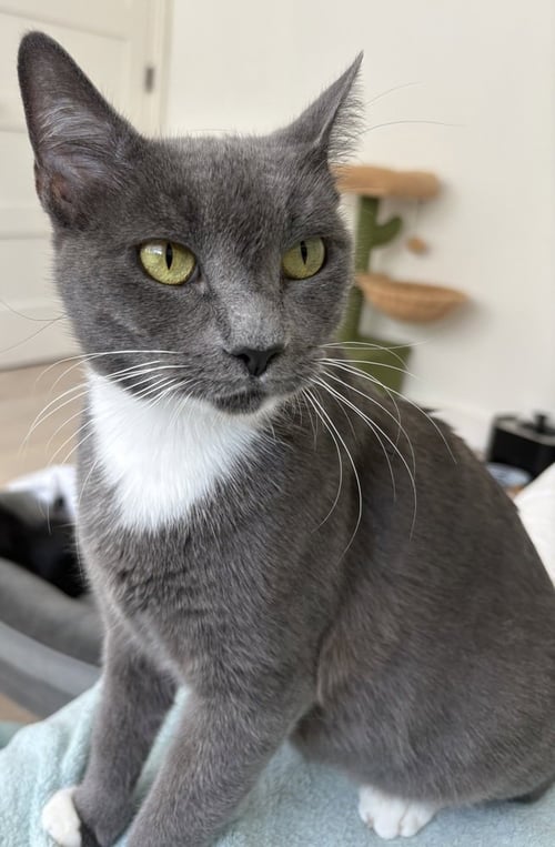 SASHA MATTHEWS - Domestic Short Hair / Domestic Short Hair available for adoption