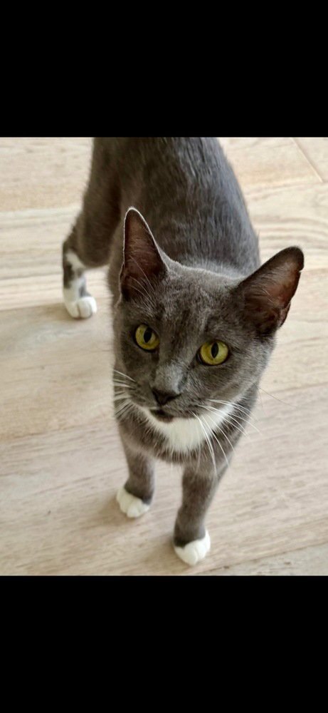SASHA MATTHEWS - Domestic Short Hair / Domestic Short Hair available for adoption
