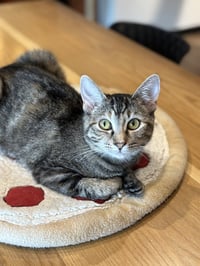 Tabitha - Photo 1