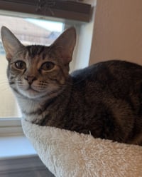 Tabitha - Photo 2