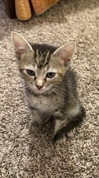 Tabitha - Photo 3