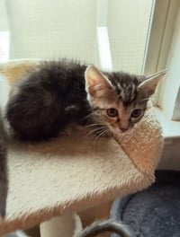 Tabitha - Photo 4