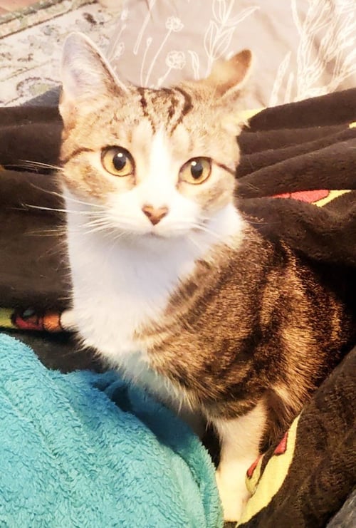 SWEETHEART - Domestic Short Hair / Domestic Short Hair available for adoption