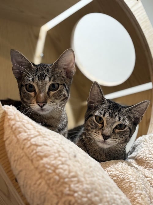 ARTIC - Domestic Short Hair available for adoption