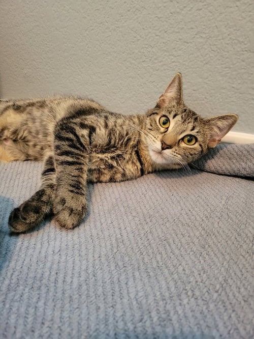 ARTIC - Domestic Short Hair / Domestic Short Hair available for adoption