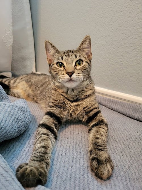 ARTIC - Domestic Short Hair / Domestic Short Hair available for adoption