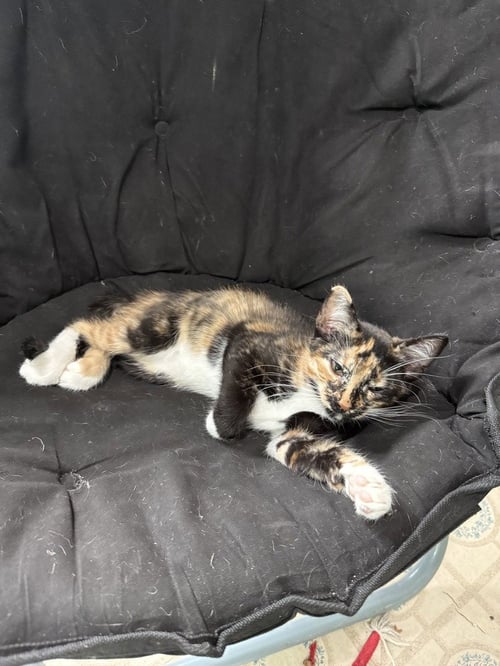 SAGE - Calico / Domestic Short Hair available for adoption