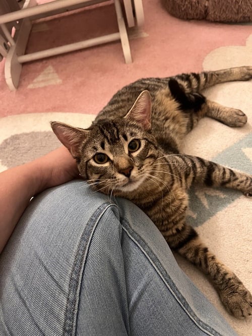 ERIC HIGH - Domestic Short Hair / Domestic Short Hair available for adoption