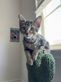 Azula - Photo 3