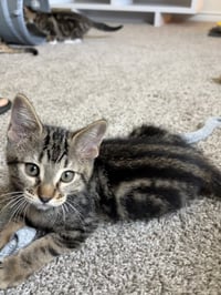 Azula - Photo 4
