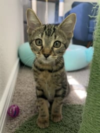 Azula - Photo 1