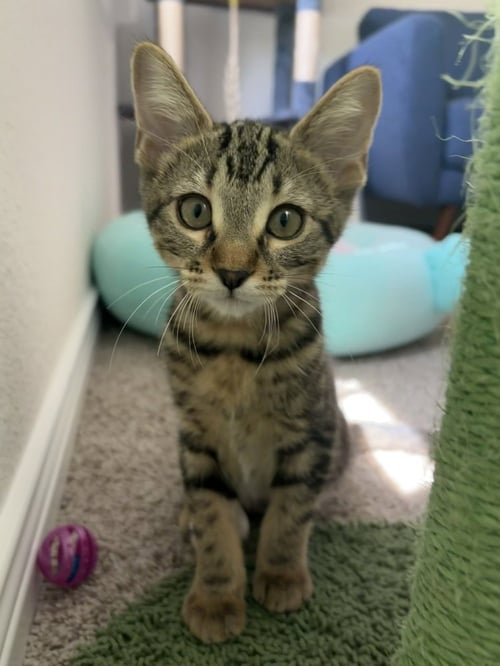AZULA - Domestic Short Hair / Domestic Short Hair available for adoption