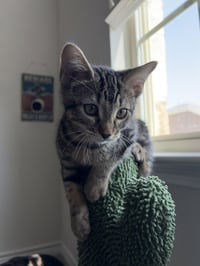 Azula - Photo 2