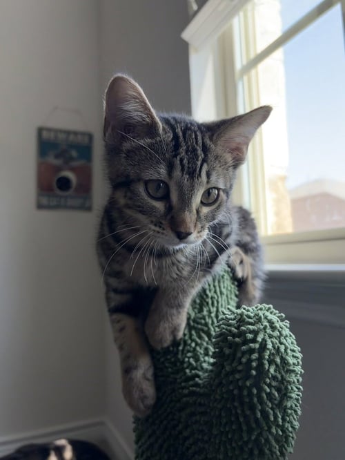 AZULA - Domestic Short Hair / Domestic Short Hair available for adoption