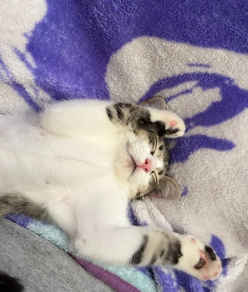 JUNIE BUG TURCO - Domestic Short Hair / Domestic Short Hair available for adoption