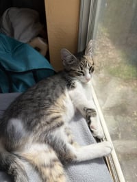Junie Bug Turco - Photo 3
